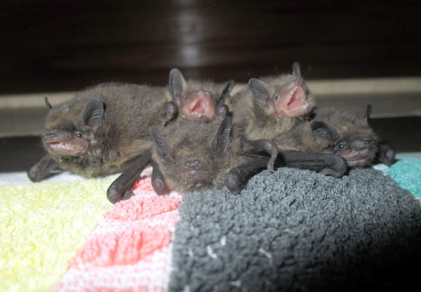Zwergfledermaus-Pfleglinge. D. Diehl