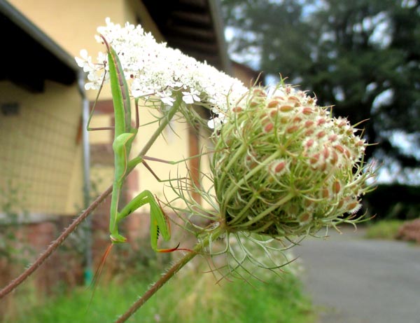 Gottesanbeterin-Larve. D. Diehl