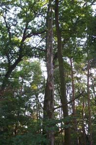 D�rrbaum im Laubmischwald