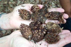 Kiefernzapfen aus der Spechtschmiede.