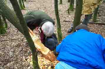 Demonstration der Baumf�llung des Bibers