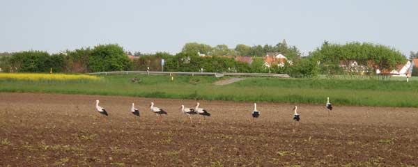 8 Exemplare Wei�storch auf Acker
