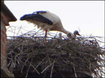 Wei�storch Brut 2013 Harpertshausen (Dirk Diehl)