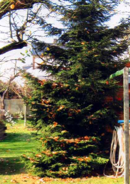 Fichte tr�gt Laub (Bild: Sch�fer)