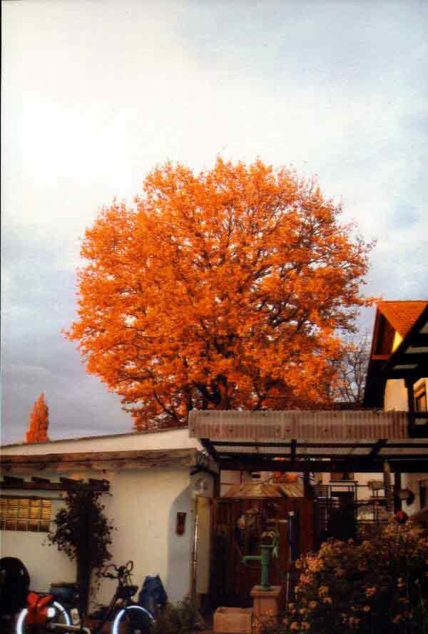 Herbstf�rbung (Bild: Sch�fer)