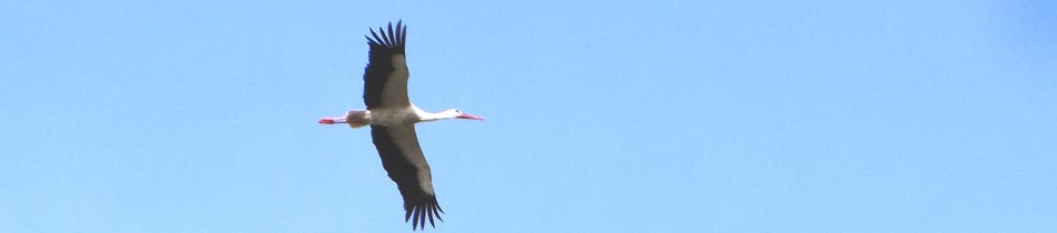 fliegender Wei�stroch (Dirk Diehl)